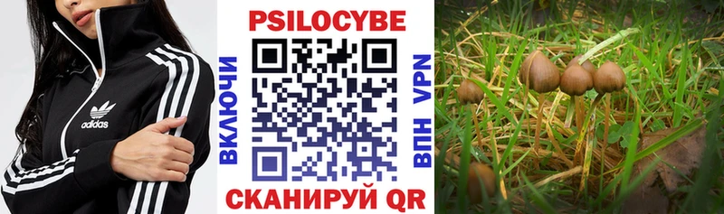 Галлюциногенные грибы Cubensis  Купить  Петухово 